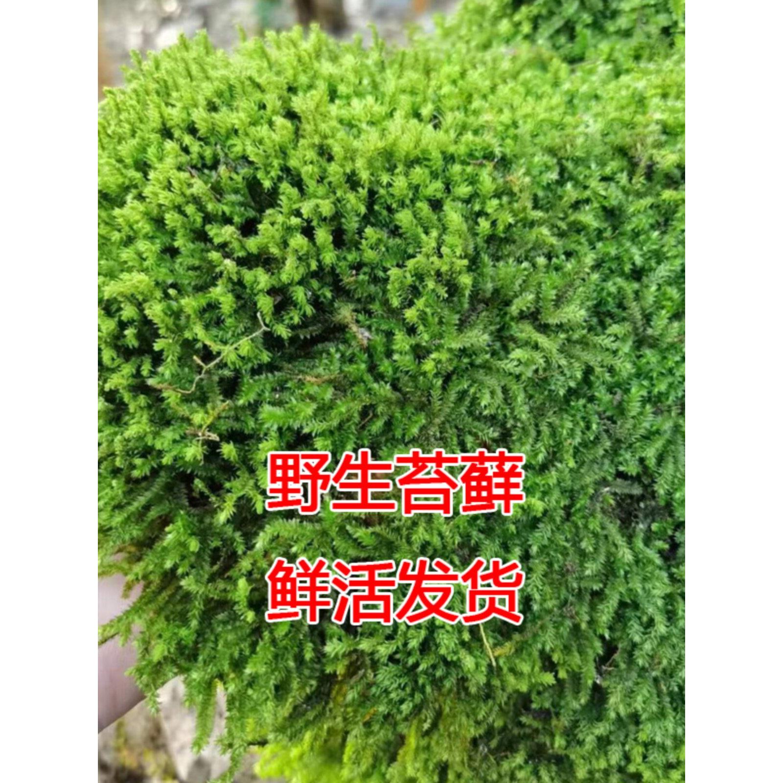 天然野生苔藓鲜活微景观盆景专用假山短绒蒲面青苔草皮雨林水陆缸