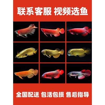 金龙鱼红龙鱼小鱼苗活体黄化银龙活鱼幼苗大型龙鱼幼鱼观赏鱼印尼