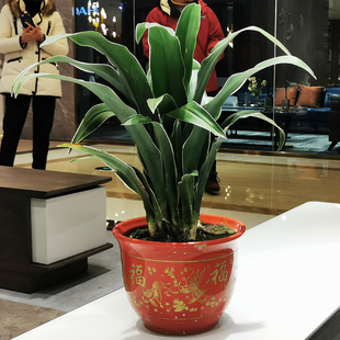 家中绿植万年青盆栽四季常青低价喜庆结婚乔迁祝寿包邮盆栽植物