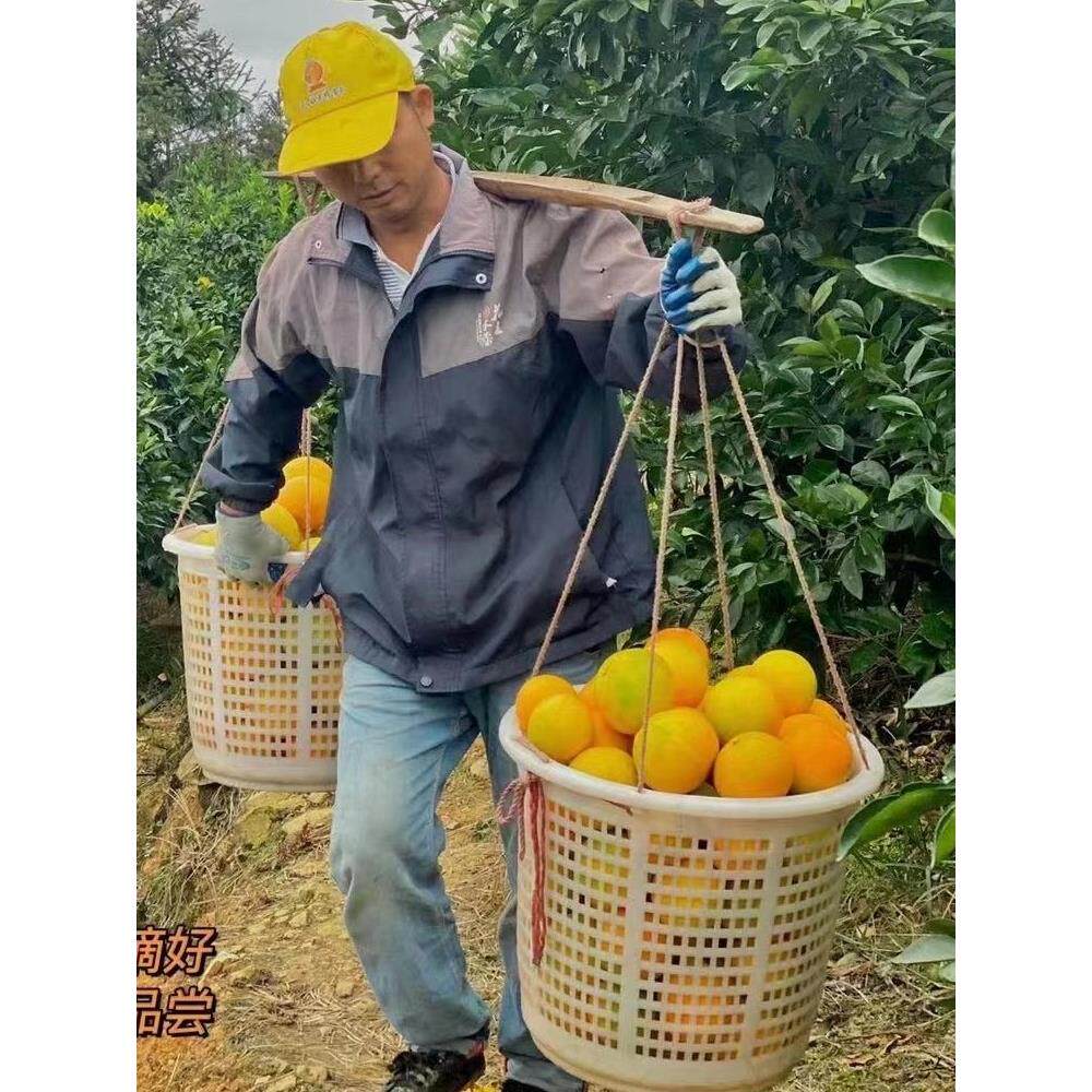 小号萝水产圆筐塑料摘水果可穿绳圆箩筐采橘子圆框脐橙蜜桔周转筐