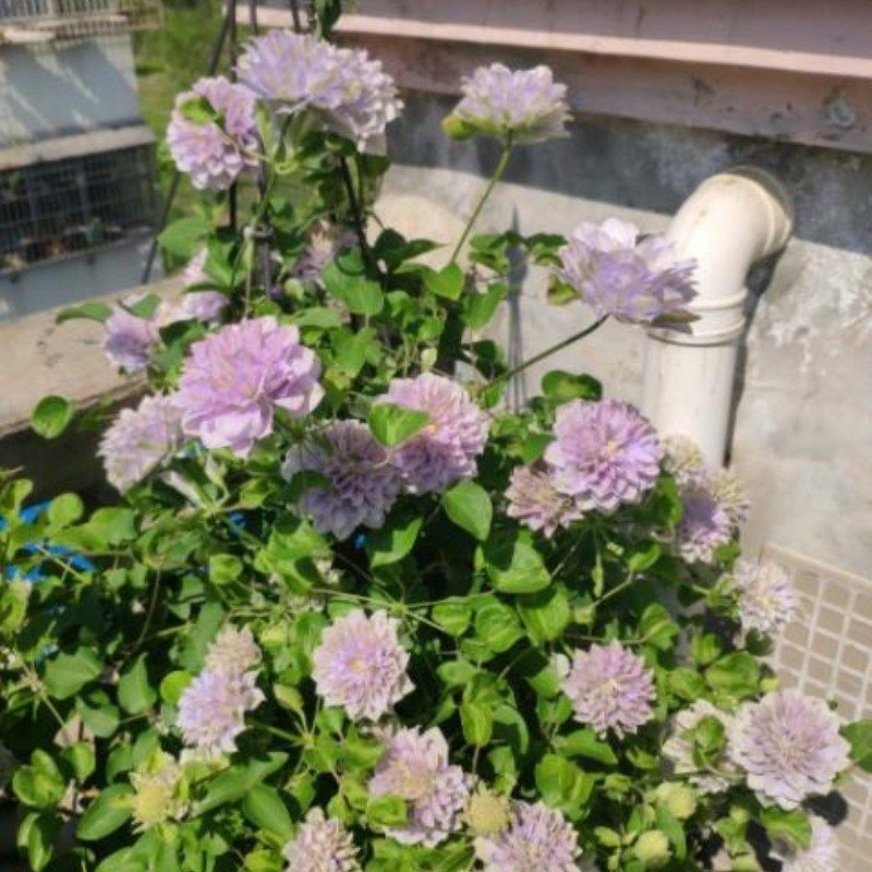 【花芬坊】琉璃铁线莲盆栽爬藤植物小中大苗3类耐热大花藤本花卉,鲜花速递/花卉仿真/绿植园艺,绣球/木绣球/木本植物,淘宝优惠券,粉丝福利购,淘宝优惠卷