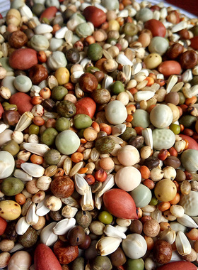 无玉米3A级花生鸽粮鸟食信鸽赛鸽肉食观赏鸽育雏饲料整包40斤包邮