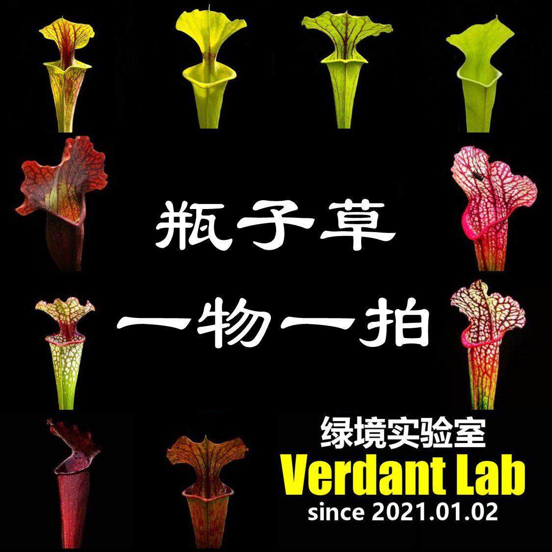 瓶子草一物一拍 Sarracenia 所见即所得造景缸养食虫植物