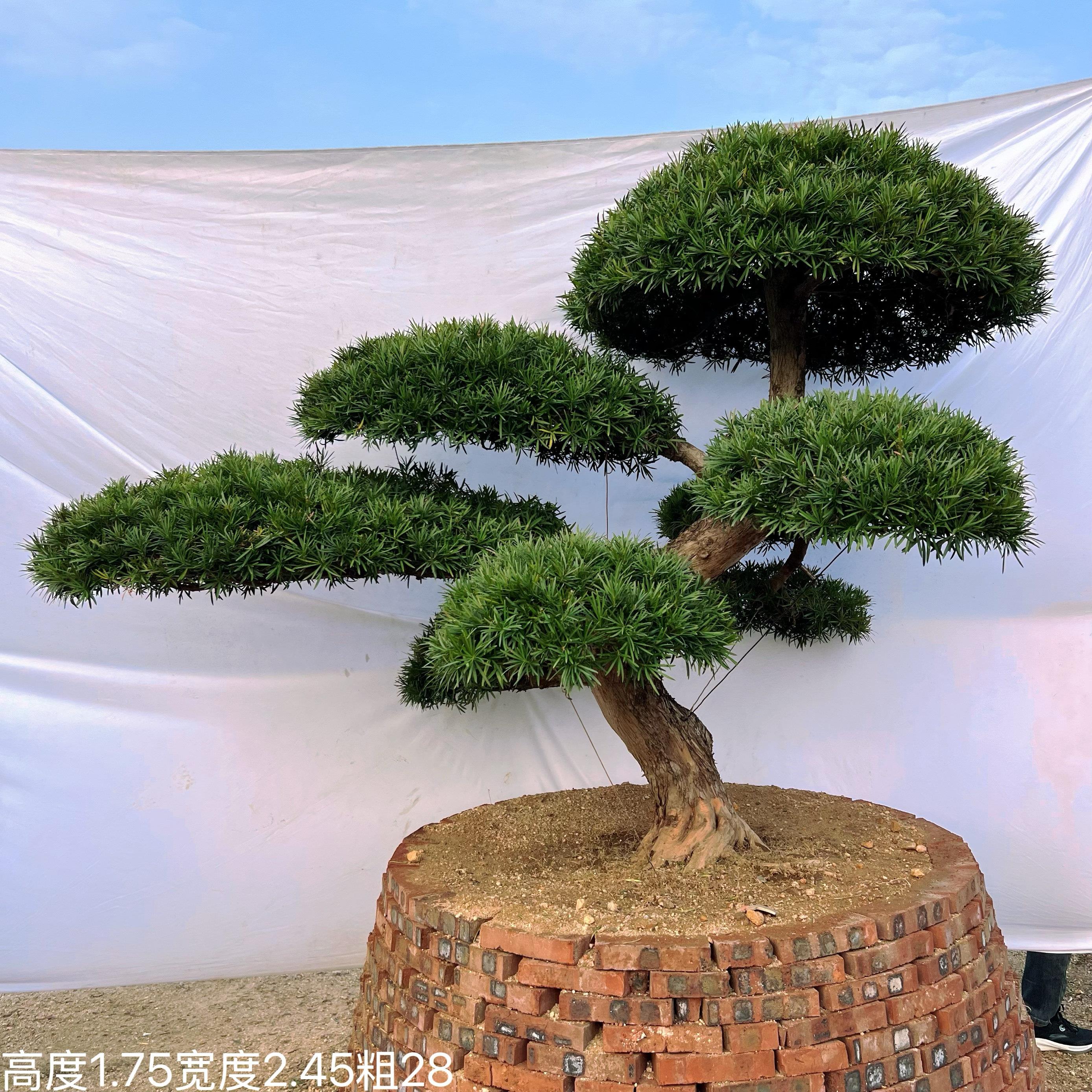 黑松造型树精品罗汉松大树庭院造型树盆景迎客松高端别墅罗汉松