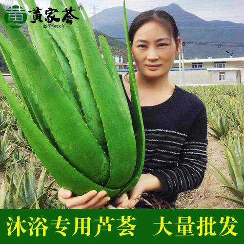 美国库拉索芦荟盆栽植物洗浴美容院灌肤专用保湿大叶片王蒙推荐