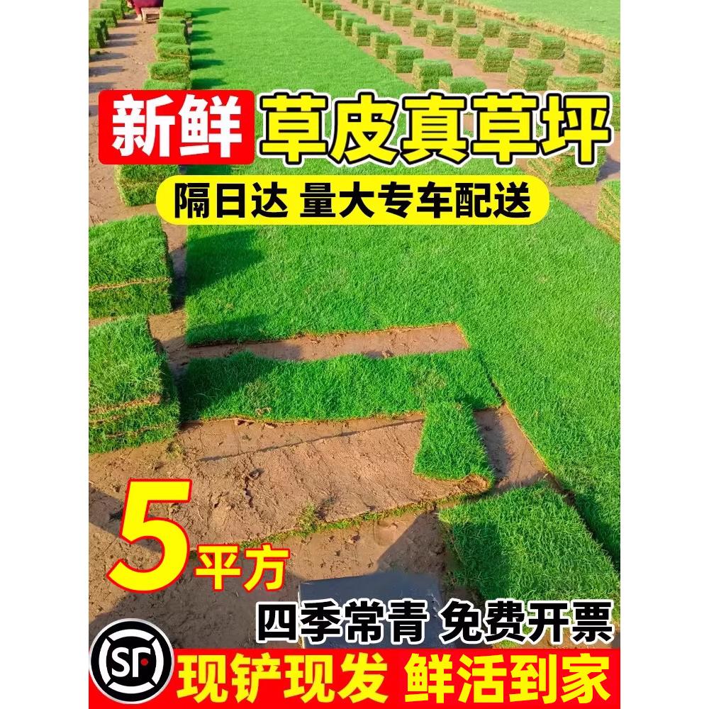 真草皮草坪带泥土地毯草台湾草别墅庭院花园百慕大绿化马尼拉草坪