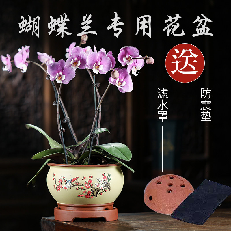 紫砂花盆蝴蝶兰专用花盆兰花君子兰盆带托盘绿植花卉陶瓷花盆景盆,鲜花速递/花卉仿真/绿植园艺,花盆,淘宝优惠券,粉丝福利购,淘宝优惠卷