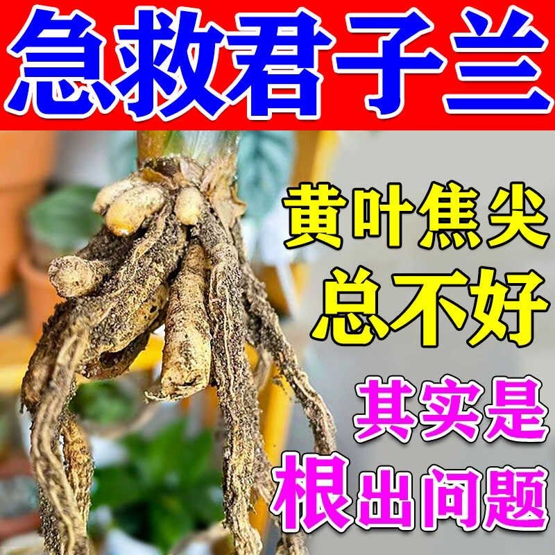君子兰烂根专用药君子兰黄叶子发黄怎么办杀菌药生根剂营养液肥料,鲜花速递/花卉仿真/绿植园艺,家庭园艺肥料,淘宝优惠券,粉丝福利购,淘宝优惠卷