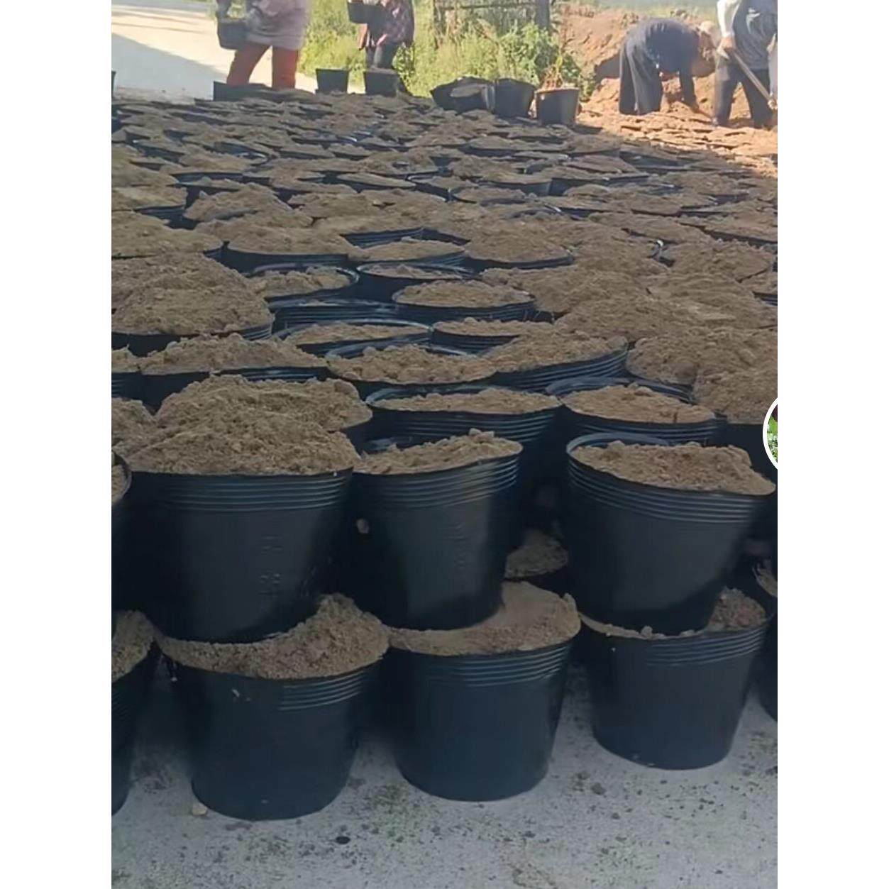 营养碗,种苗营养杯,塑料种苗罐,一次性黑色软草花盆,营养袋,