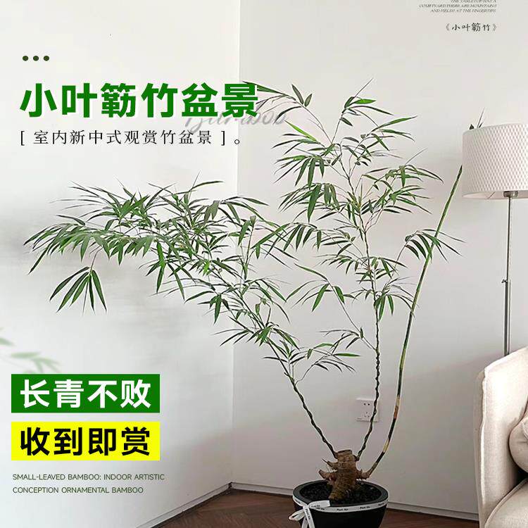小叶簕竹根苗盆景青皮勒竹老桩室内茶室竹子四季常青生桩富贵盆栽