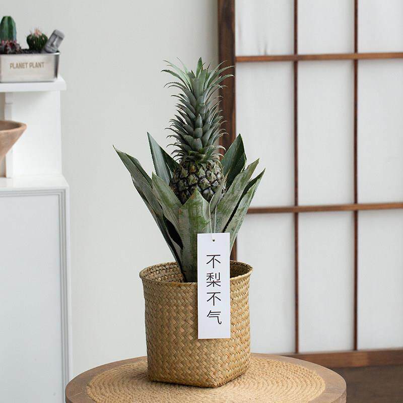 凤梨旺来凤梨带果实盆栽盆栽花卉植物室内果树树苗送女朋友礼物