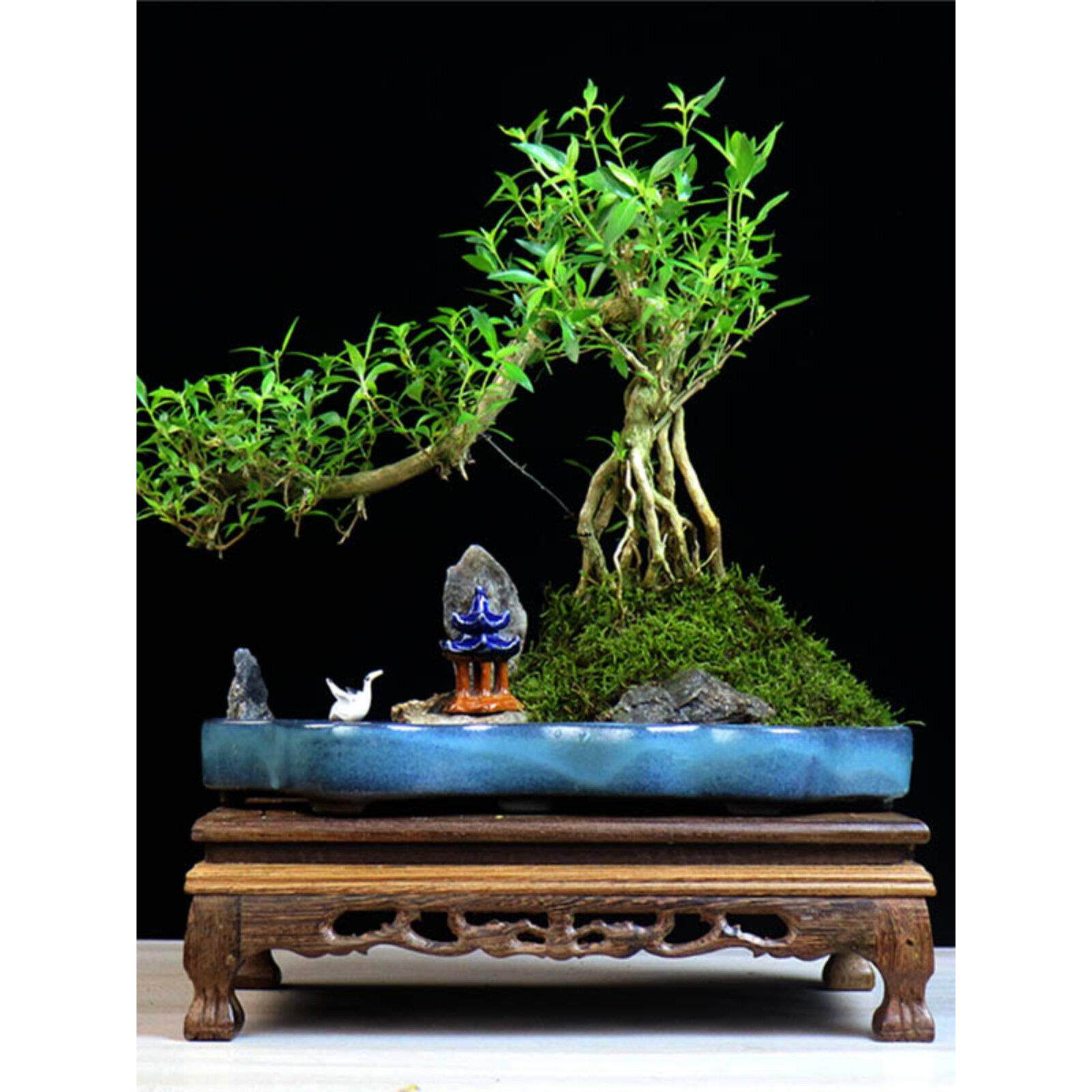 小叶雀梅盆景树桩造型假山雀舌罗汉松好养老桩植物室内绿植迎客松