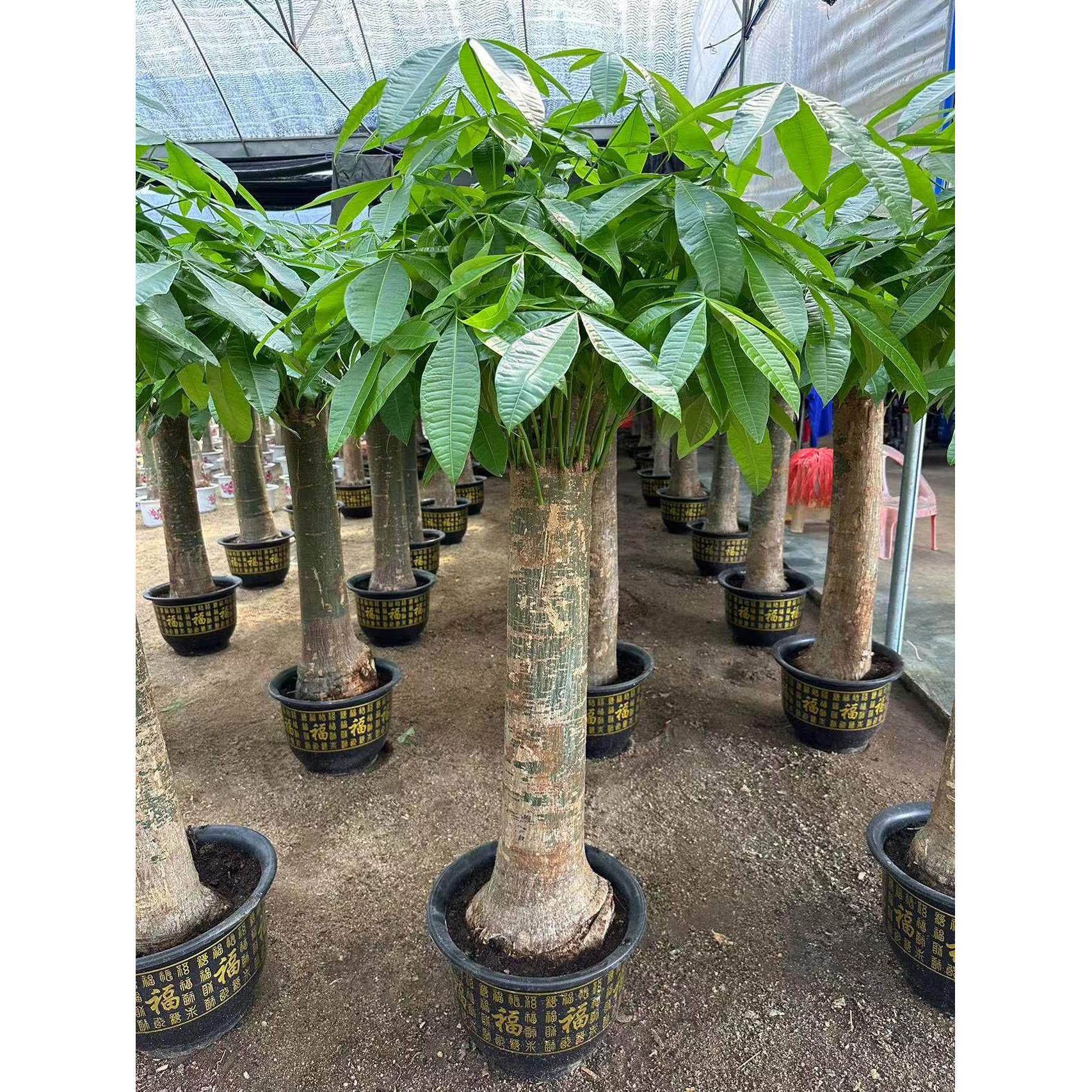 发财树辫子盆栽大型绿植吸甲醇客厅北欧净化空气室内办公阳台包邮