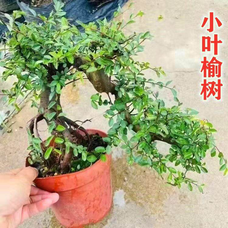 小叶榆树盆景造型老桩榔榆中式盆栽植物室内客厅桌面四季常青绿植