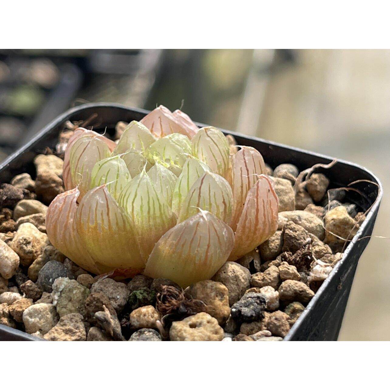 蜗牛的乐园多肉植物十二卷玉露实生玉露西瓜太郎