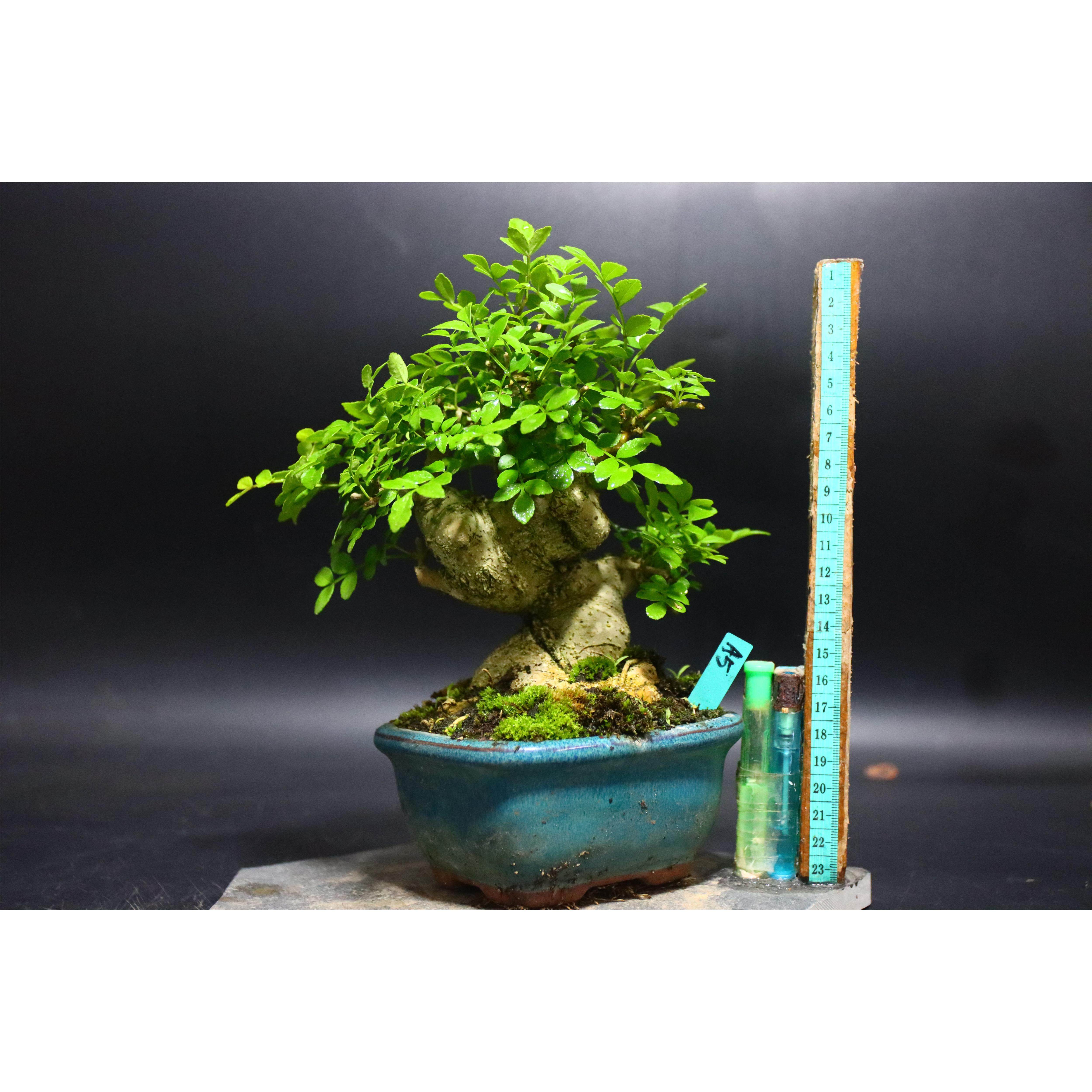对节白蜡盆景一物一拍老桩带骨架盆栽年功桩掌中宝小品带造型植物