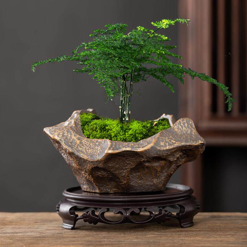 竹子专用花盆彷石头兰花蝴蝶兰君兰盆陶瓷透气带托盘多肉文盆景盆