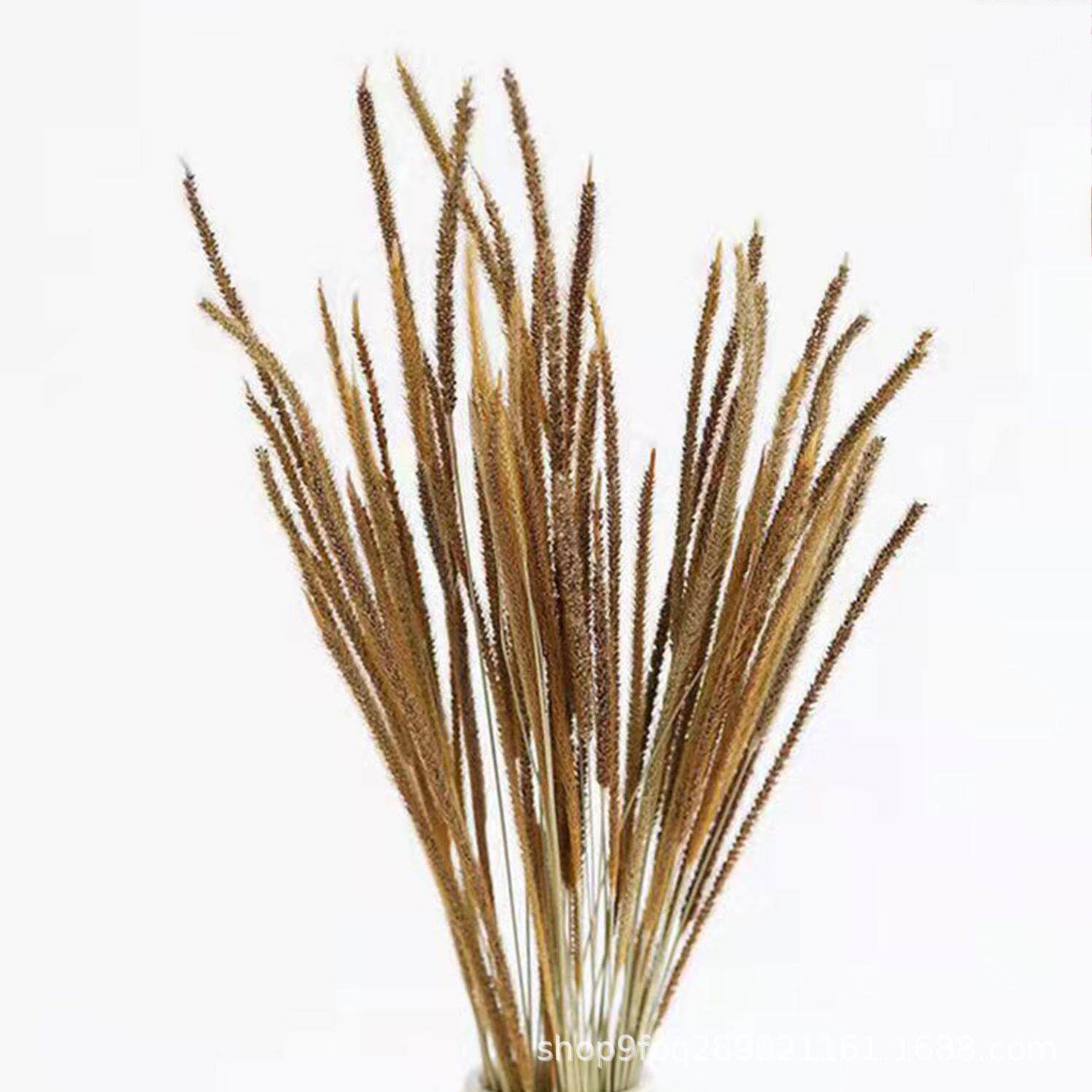芦苇套装干花花束北欧风装饰摆件插花客厅装饰摆件