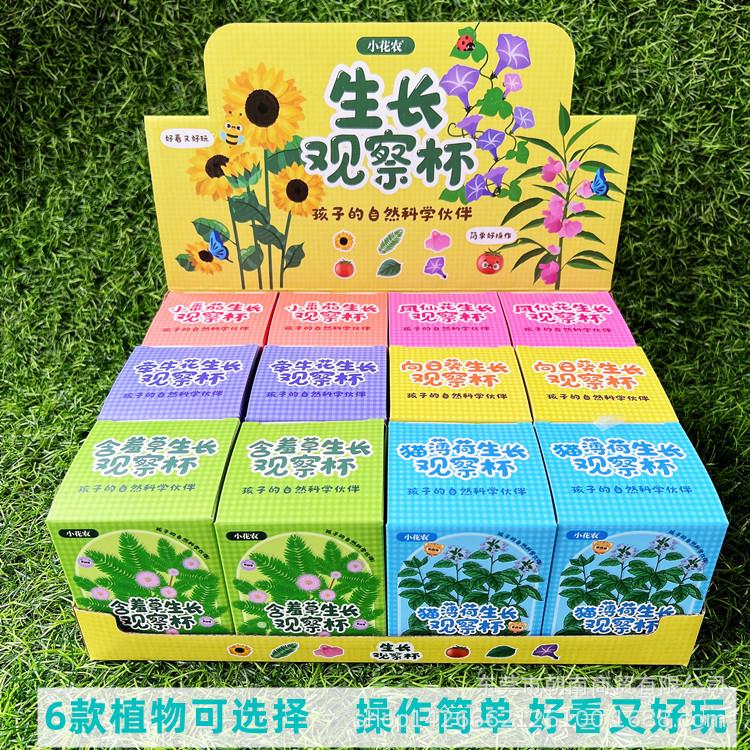 儿童科学实验学生种菜盆栽凤仙花辣椒樱桃萝卜植物蔬果生长观察杯