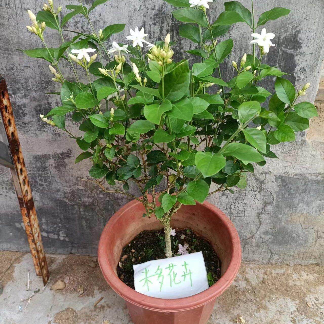 单瓣笔尖茉莉花盆栽植物含盆白花绿叶室内外4年盆栽花卉