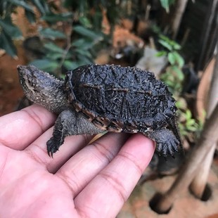 新疆纯种爆刺小佛鳄龟苗北美鳄大鳄龟活宠物观赏水龟凶猛霸气包邮