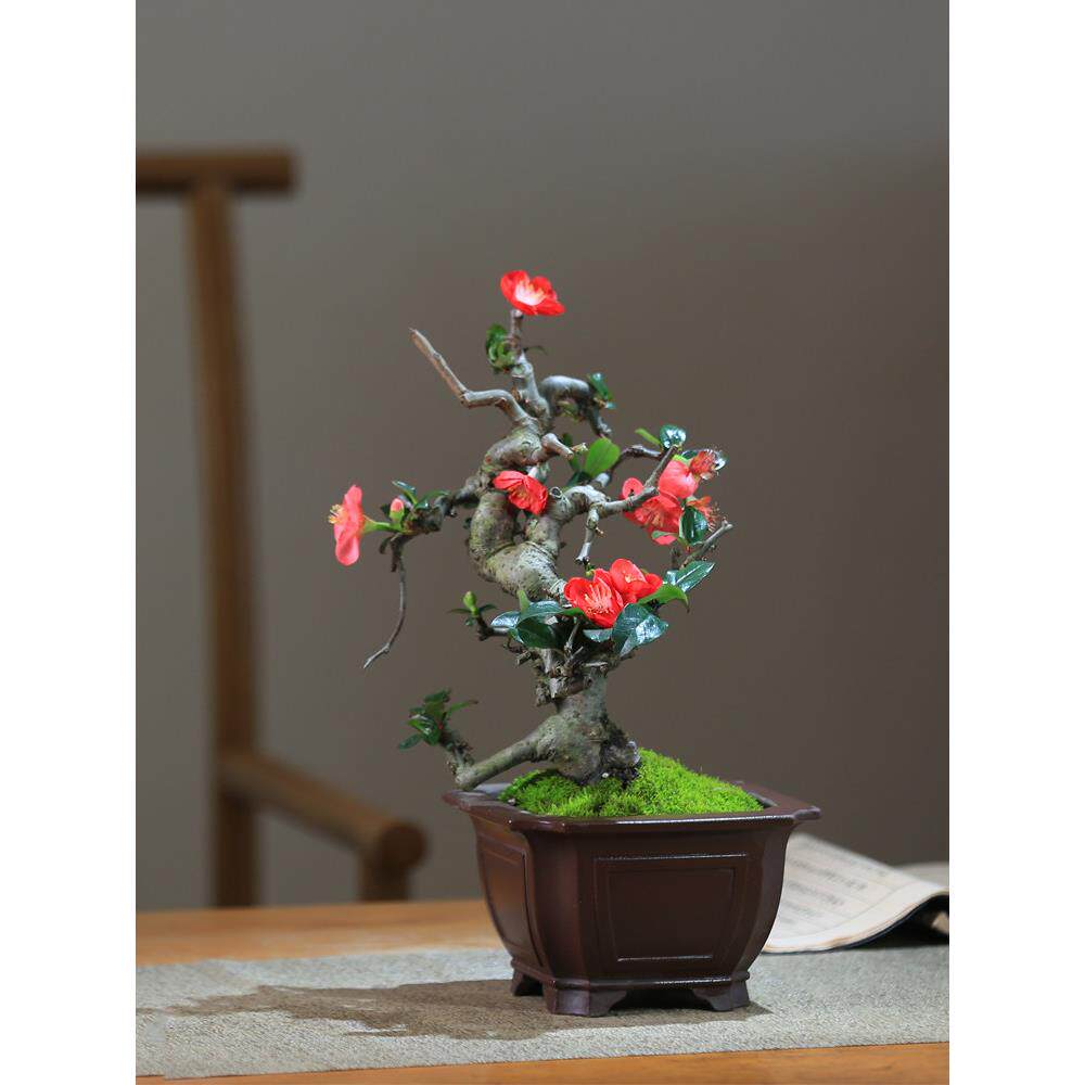 造型海棠花盆栽带花苞好养易活阳台庭院花卉一物一拍老桩植物盆景
