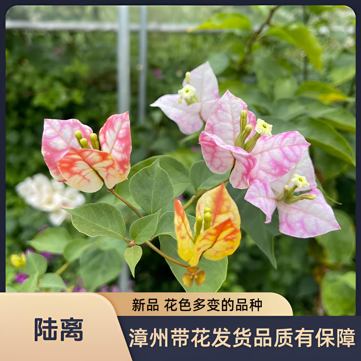 陆离 奇特拉冰原生三角梅老桩大苗带花发货阳台庭院四季开花爬藤
