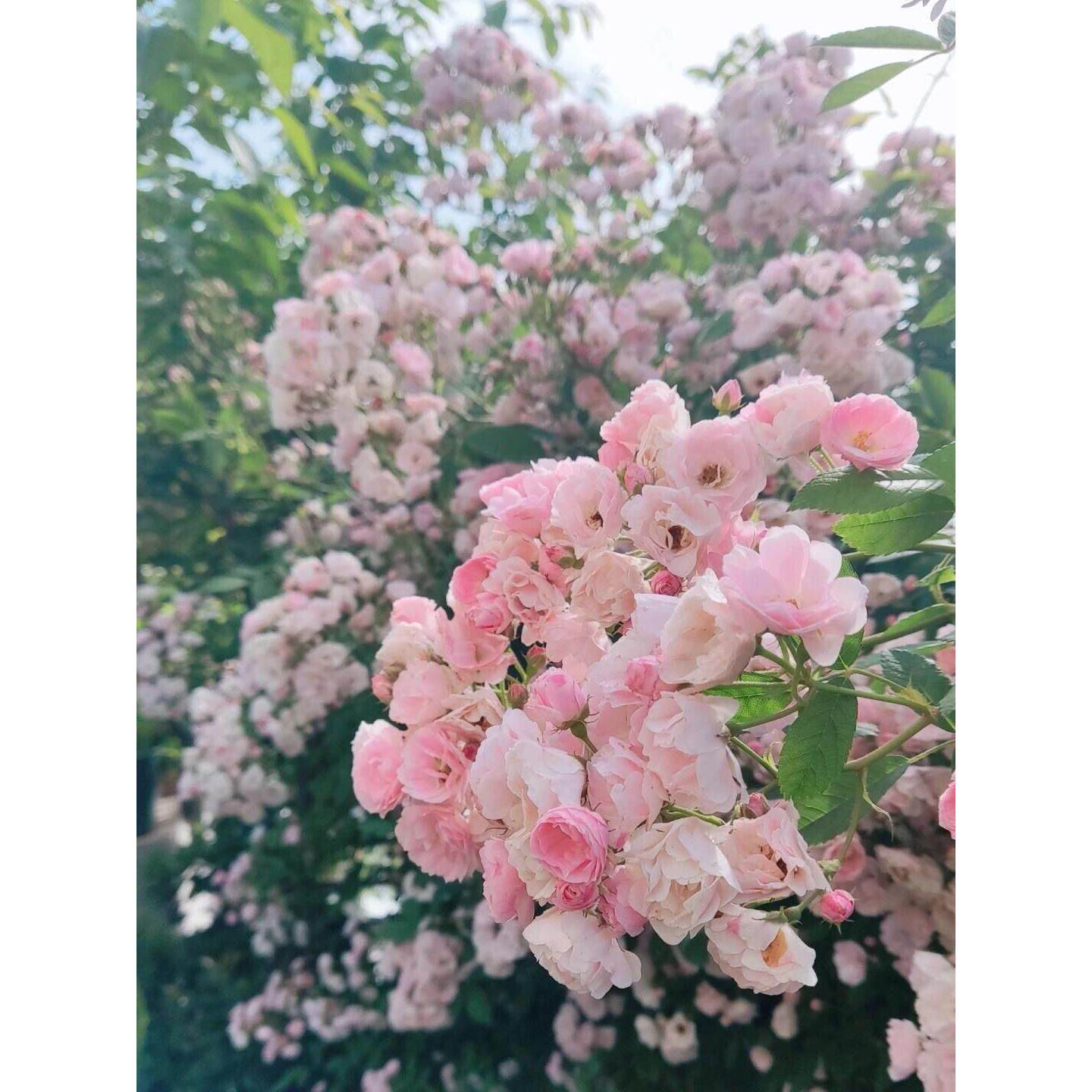 多年生攀爬藤本月季群舞无刺多花蔷薇花苗呼吸香水花园庭院植物