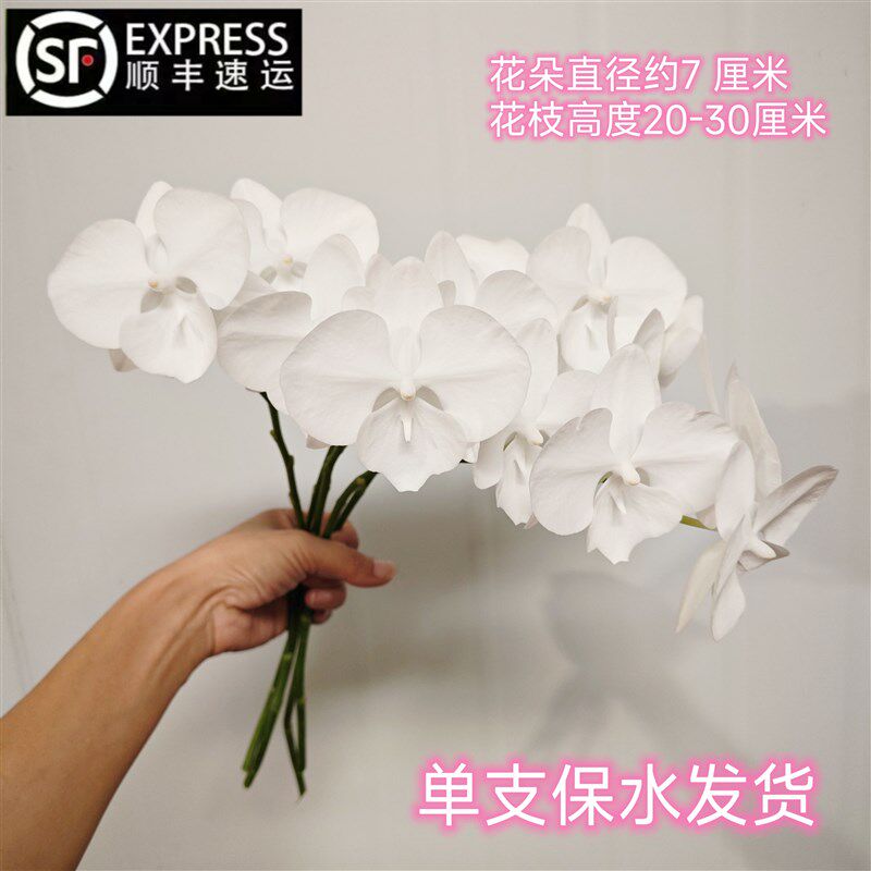 蝴蝶兰鲜切花瓶插花白天鹅V3大白高档花材基地直发