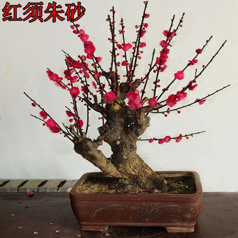 原生红须朱砂梅国旗红大红色红梅骨里红梅花绿梅乌羽玉南北方花卉,鲜花速递/花卉仿真/绿植园艺,造型盆景,淘宝优惠券,粉丝福利购,淘宝优惠卷