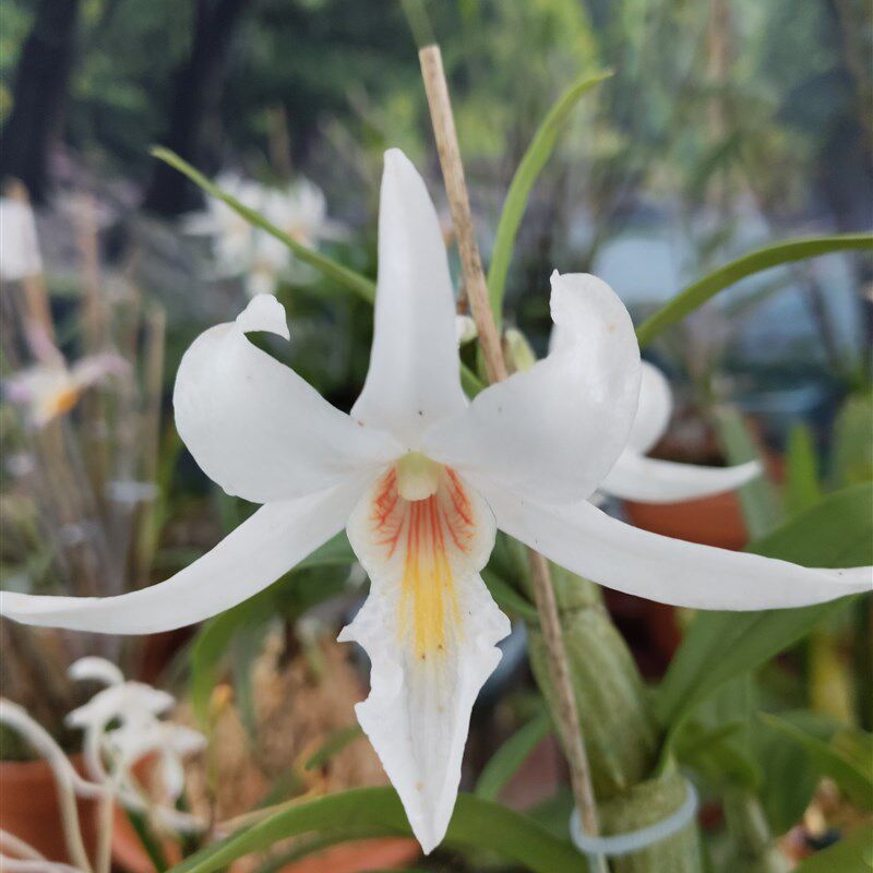 龙石斛Den.draconis Rchb.f石斛兰花盆景一盆