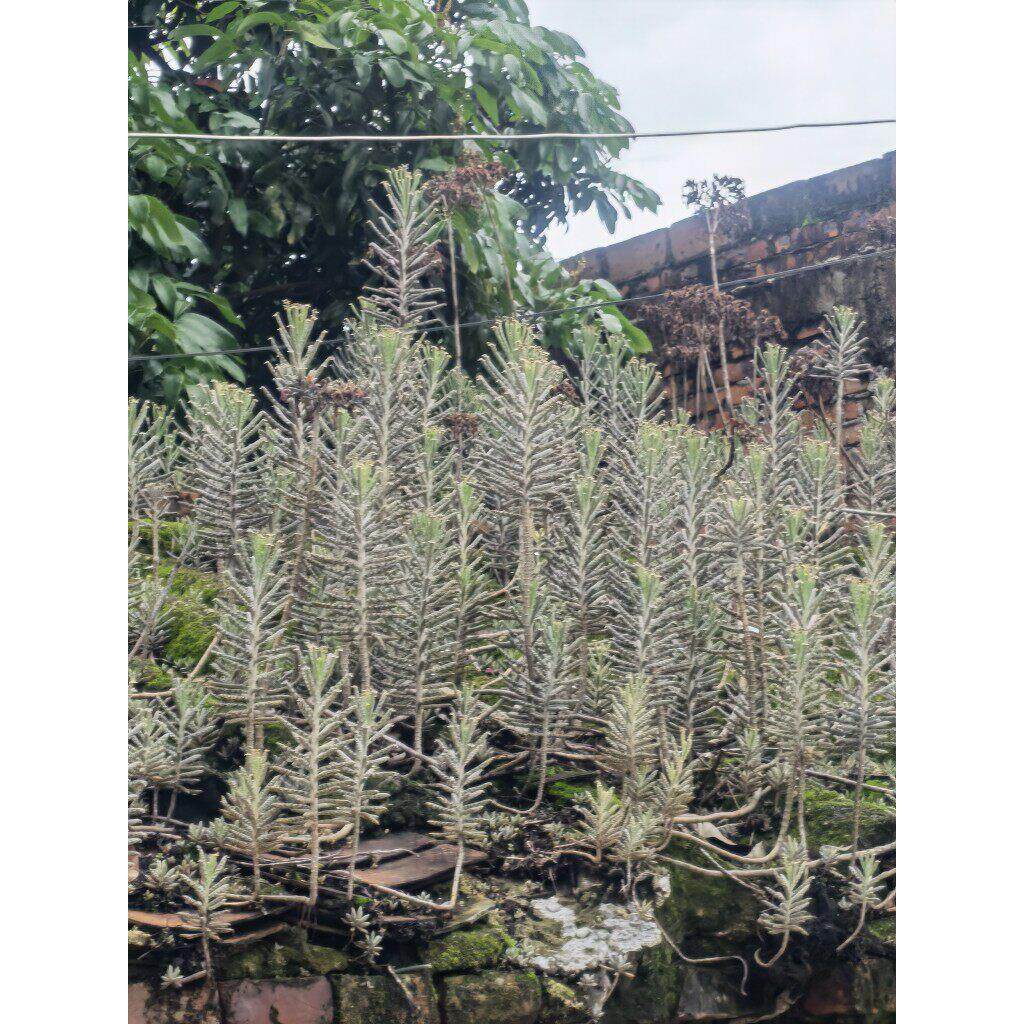 棒叶不死鸟 小叶落地生根 盆栽多肉植物田鸡爪多肉花苗整草500克