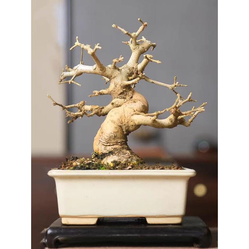 对节白蜡中式盆景植物小老桩公司摆放礼品收藏好养杂木一物一拍