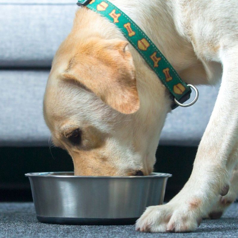 狗碗狗盆中大型犬防滑不锈钢拉布拉多金毛食盆宠物碗狗食盆防打翻,宠物/宠物食品及用品,猫狗碗/慢食碗,淘宝优惠券,粉丝福利购,淘宝优惠卷