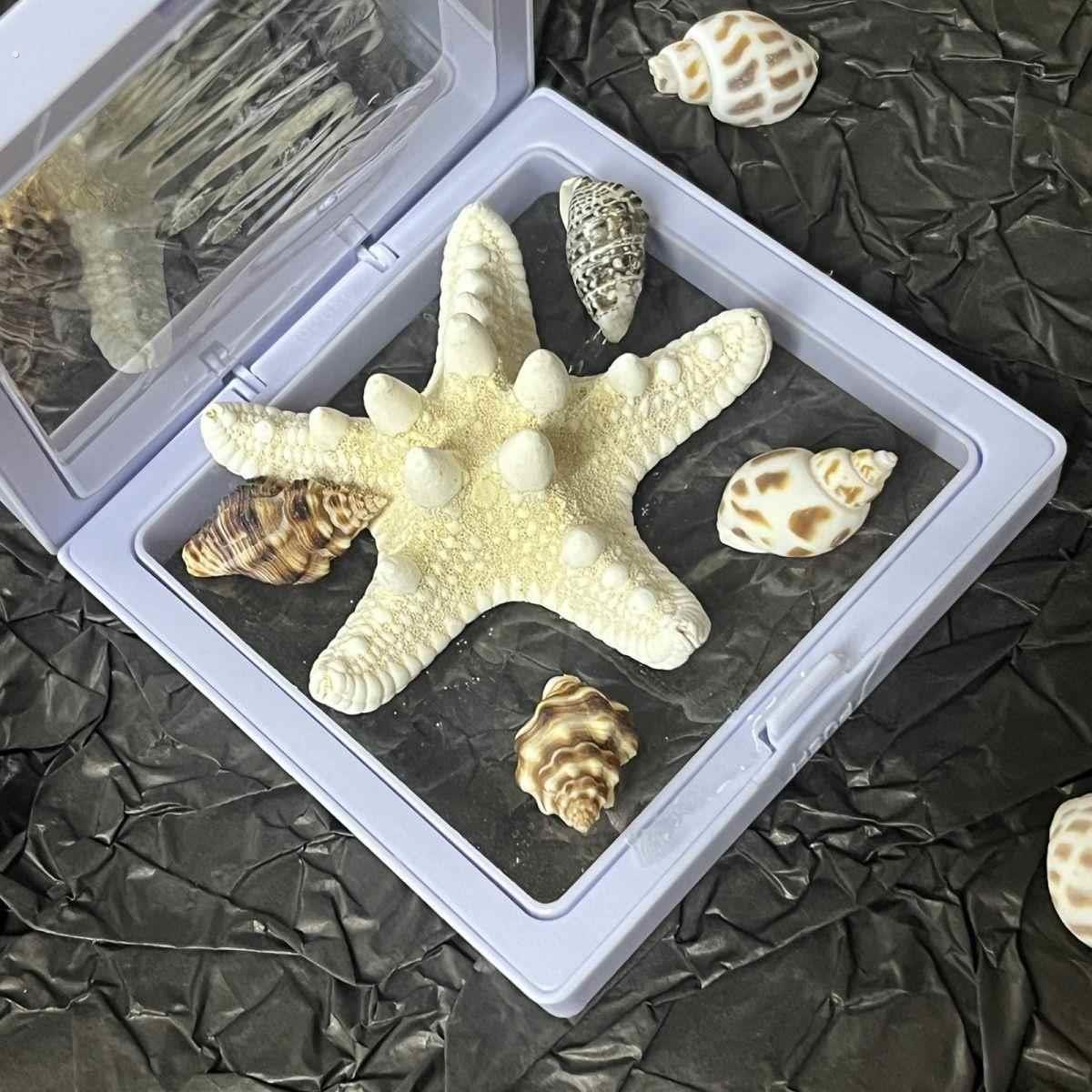 青岛相框纯天然海星海螺相框纪念品标本礼物旅游伴手礼创意摆件带