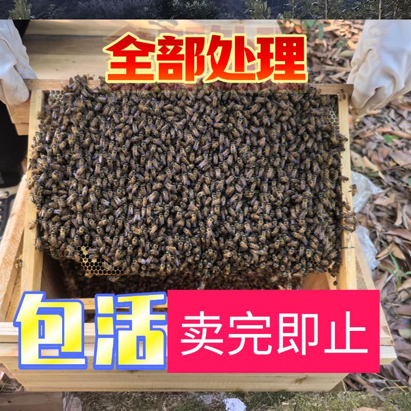 蜜蜂蜂群中蜂中华蜜蜂活体蜂王种王出售带王活群土蜂蜂子养殖蜂箱