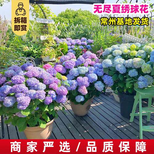 多花无尽夏绣球花苗盆栽带花苞红宝石绣球苗带花苞庭院植物绣球花