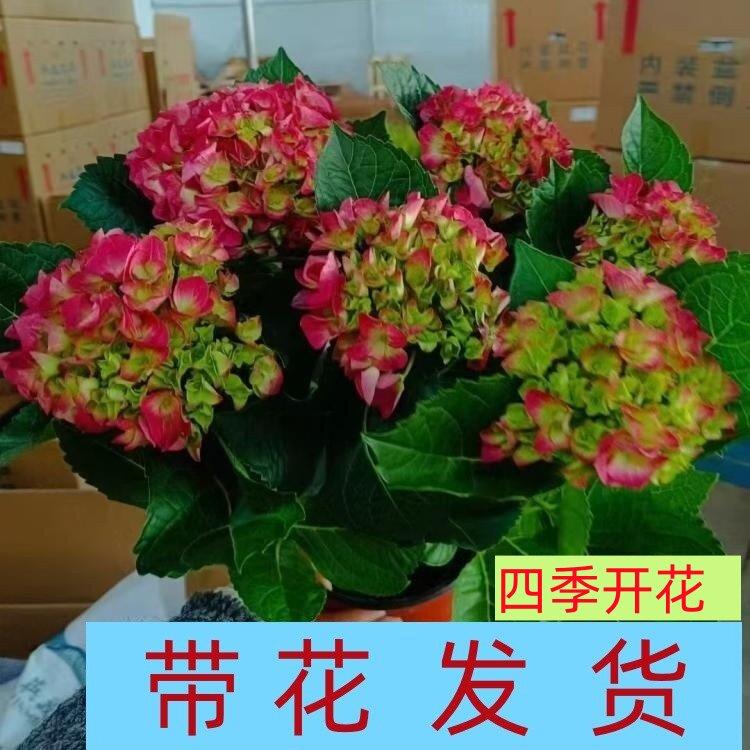 绣球花苗盆栽花卉植物室内花四季不断无尽夏大花带花苞易成活