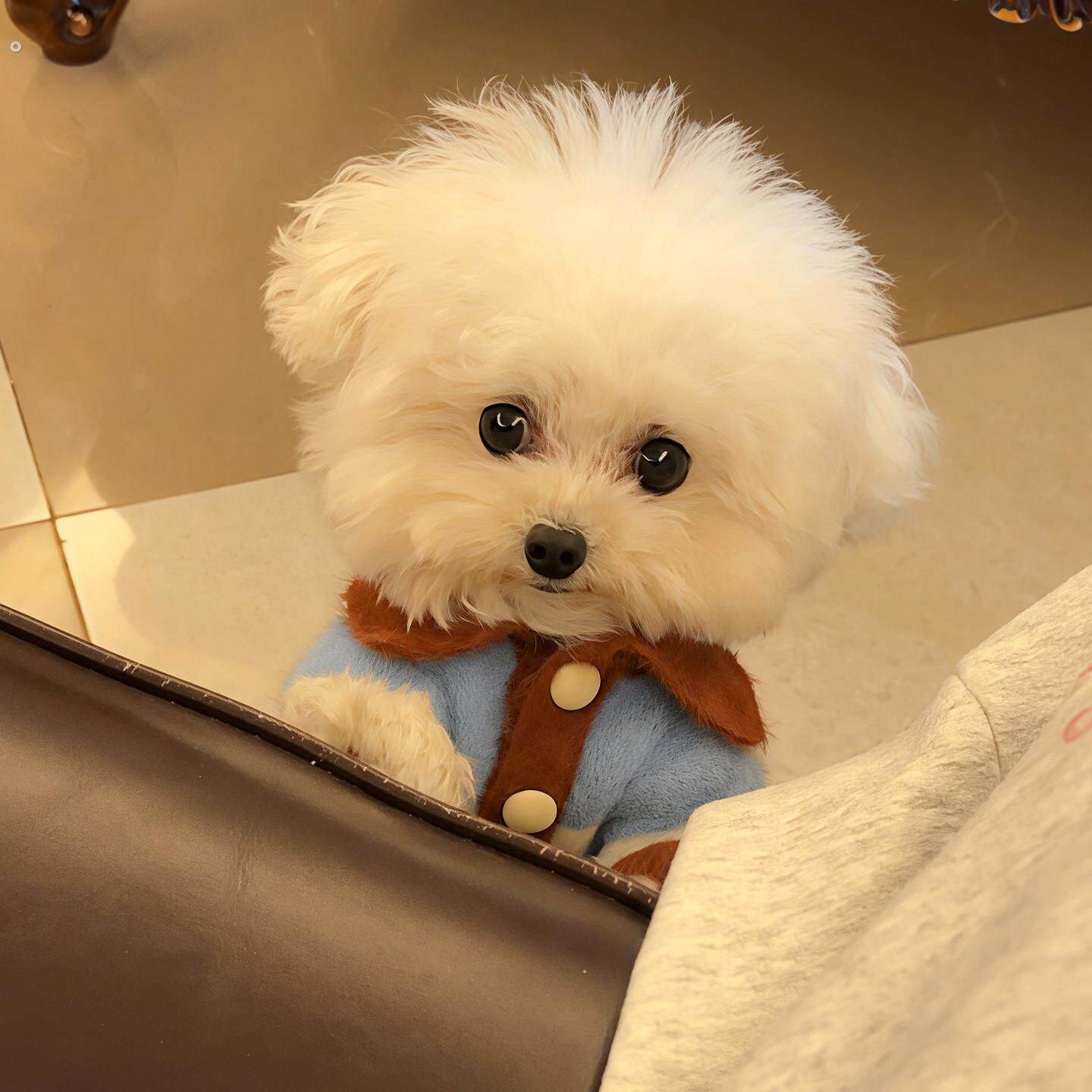 宠物狗狗衣服加绒加厚保暖宠物卫衣秋冬毛衣双面羊羔绒猫狗通用