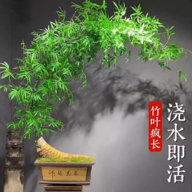 小叶簕竹成品盆景勒竹老桩室内茶室竹子盆栽四季常青竹子好养易活