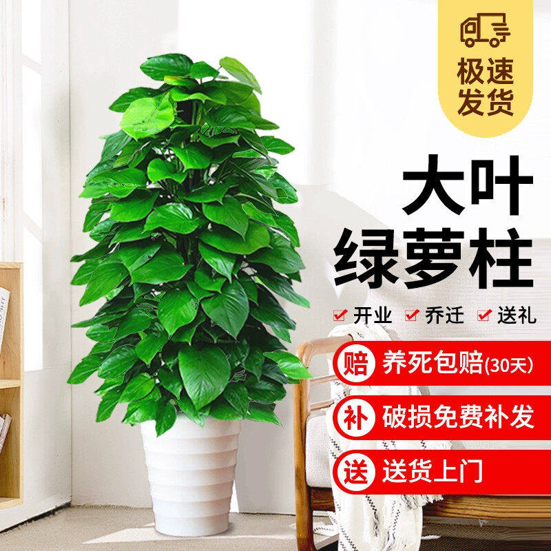 【包养活】大叶绿萝柱盆栽大型绿萝吸收甲醛开业送礼净化空气好养,鲜花速递/花卉仿真/绿植园艺,绿植,淘宝优惠券,粉丝福利购,淘宝优惠卷