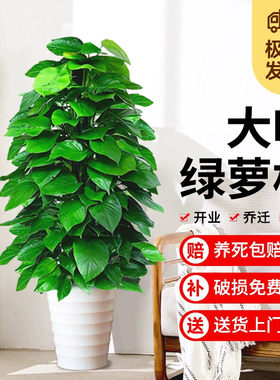 【包养活】大叶绿萝柱盆栽大型绿萝吸收甲醛开业送礼净化空气好养