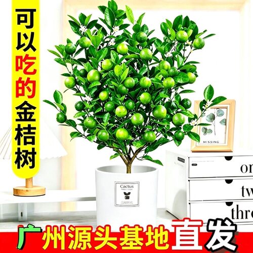 四季桔金桔盆栽带果室内阳台客厅四季开花年宵花桔子树年桔盆景