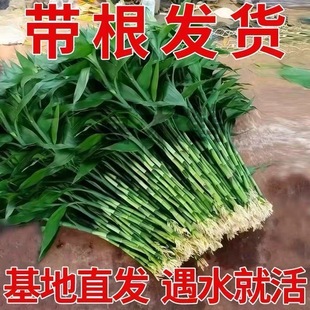 带根富贵竹粗杆水养特大水培植物室内好养绿植四季办公室桌面植物