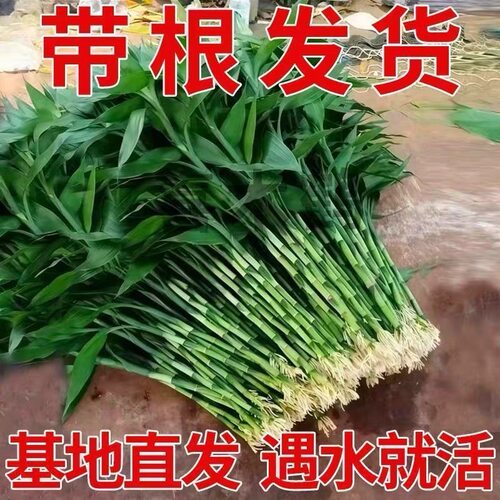 带根富贵竹粗杆水养特大水培植物室内好养绿植四季办公室桌面植物