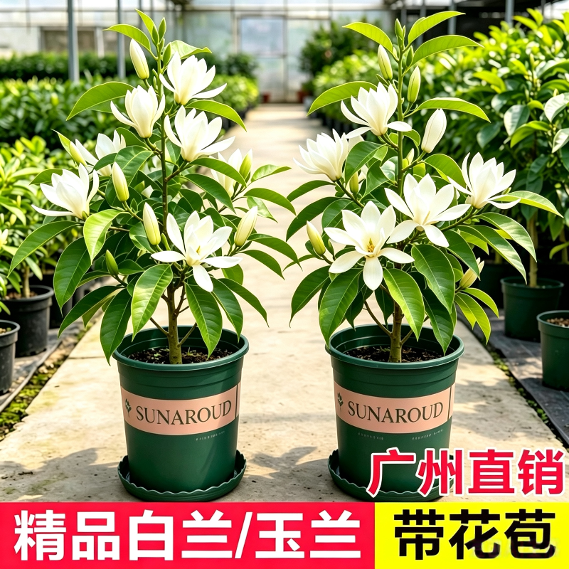 白玉兰盆栽带花苞清香大型花苗四季开花阳台浓香花卉庭院子绿植物