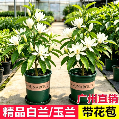白玉兰盆栽带花苞清香大型花苗四季开花阳台浓香花卉庭院子绿植物