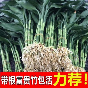带根富贵竹粗杆水养特大水培植物室内好养绿植四季办公室桌面植物