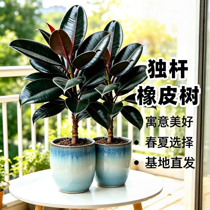黑金刚橡皮树盆栽家庭客厅室内四季长青花卉净化空气大型观叶植物