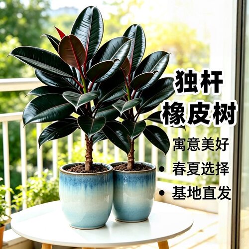 黑金刚橡皮树盆栽家庭客厅室内四季长青花卉净化空气大型观叶植物